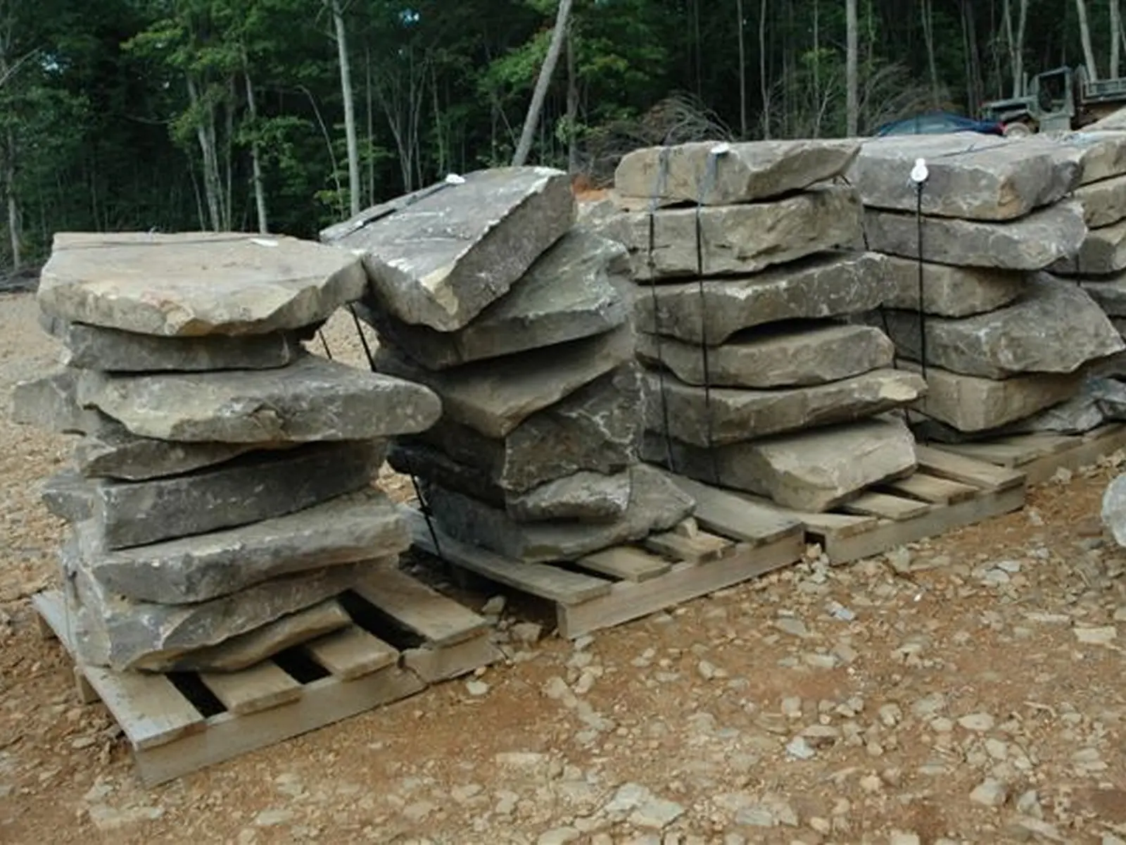 Tennessee Fieldstone steppers